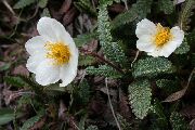 photo white Flower Avens