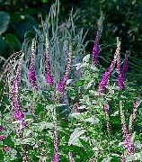 紫 Teucrium 园林花卉 照片