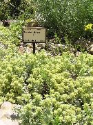 jaune Teucrium Fleurs Jardin photo