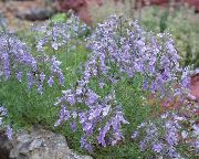 foto Teucrium Bloem