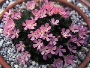 fotografie roz Floare Douglasia, Rocky Mountain Pitic-Primulă, Vitaliana