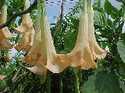 foto Engel Trompet, Trompet Duivel, Hoorn Des Overvloeds, Donzige Doornappel Bloem