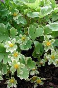      ,   - Hacquetia epipactis 'Variegata'