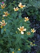 kuva keltainen Kukka Hypericum