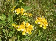 dzeltens Phlomis Dārza Ziedi foto