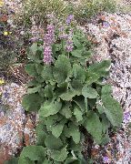 πασχαλιά Phlomis λουλούδια στον κήπο φωτογραφία