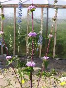 różowy Zopnika Kwiaty ogrodowe zdjęcie