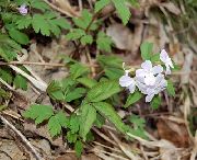 blanc Dentaria Fleurs Jardin photo