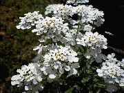 თეთრი Candytuft ბაღის ყვავილები ფოტო