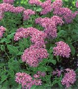 fotografie Sweet-William Catchfly, Nimic-Așa-Frumos, A Crescut Din Cer Floare