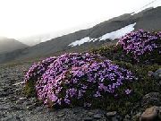 fotografie Mușchi Campion Floare