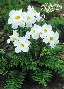 bilde hvit Blomst Hardfør Gloxinia