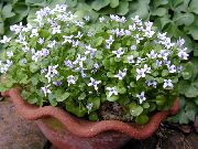 foto valge Lill Ionopsidium Acaule