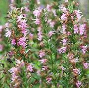      ,    Hyssopus officinalis 