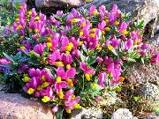 foto rosa Blomma Jungfrulin