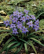 fotografija lila Cvet Pomlad Starflower