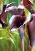 mynd burgundy Blóm Calla Lily, Arum Lily