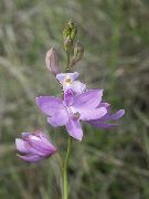      ,   - Calopogon multiflorus 