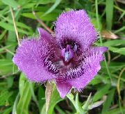 fotografie orgován Kvetina Sego Ľalie, Tolmie Hviezda Tulipán, Chlpaté Mačička Uši