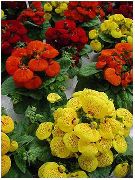 sarı Bayan Terlik, Terlik Çiçek, Slipperwort, Cüzdan Bitki, Kese Çiçek  fotoğraf