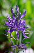 lilla Camassia Hage Blomster bilde