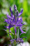 foto purpurs Zieds Camassia
