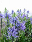 foto gaiši zils Zieds Camassia