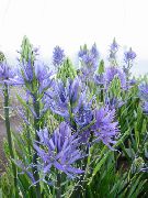      , Camassia leichtlinii 