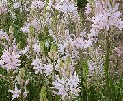      , Camassia leichtlinii Pink Form 