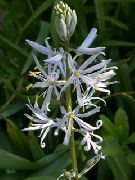      ,    Camassia cusickii   