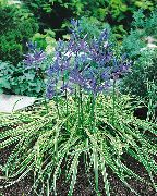 сіні Камассия Садовыя Кветкі фота