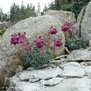fotoğraf bordo çiçek Saxifraga
