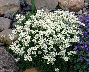 blanc Saxifraga Fleurs Jardin photo