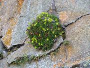 zdjęcie żółty Kwiat Saxifrage (Saksifraga)