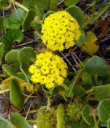 foto žuti Cvijet Pijesak Verbena