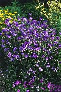 purpurowy Katananhe Kwiaty ogrodowe zdjęcie