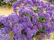 foto lilla Blomst Carolina Sea Lavendel