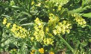 sarı Carolina Deniz Lavanta Bahçe çiçekleri fotoğraf