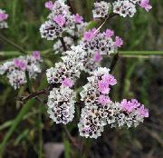 rosa Carolina Strandflieder Garten Blumen foto