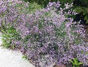 mynd Sjó Lavender Blóm