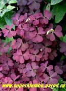 sarı Ahşap Kuzukulağı, Whitsun Çiçek, Yeşil Züppe, Uyku Güzellik  fotoğraf