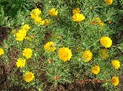 sarı Cladanthus Bahçe çiçekleri fotoğraf