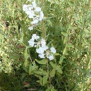 balts Clarkia, Garland Ziedu, Kalnu Garland Dārza Ziedi foto