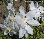baltas Raganė Sodo Gėlės nuotrauka
