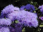 foto Tandtråd Blomma 