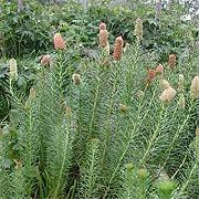 rosa Semenov Des Amur Maple Garten Blumen foto