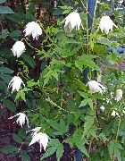 თეთრი Atragene, პატარა Flowered Clematis ბაღის ყვავილები ფოტო