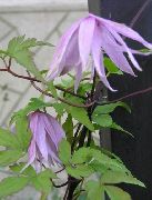grianghraf lilac Bláth Atragene, Clematis Beag-Flowered
