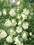 baltas Katedros Varpai, Puodelis Ir Lėkštutė Augalų, Puodelis Ir Lėkštutė Vynmedis Sodo Gėlės nuotrauka