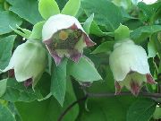 fotoğraf yeşil çiçek Kaput Bellflower